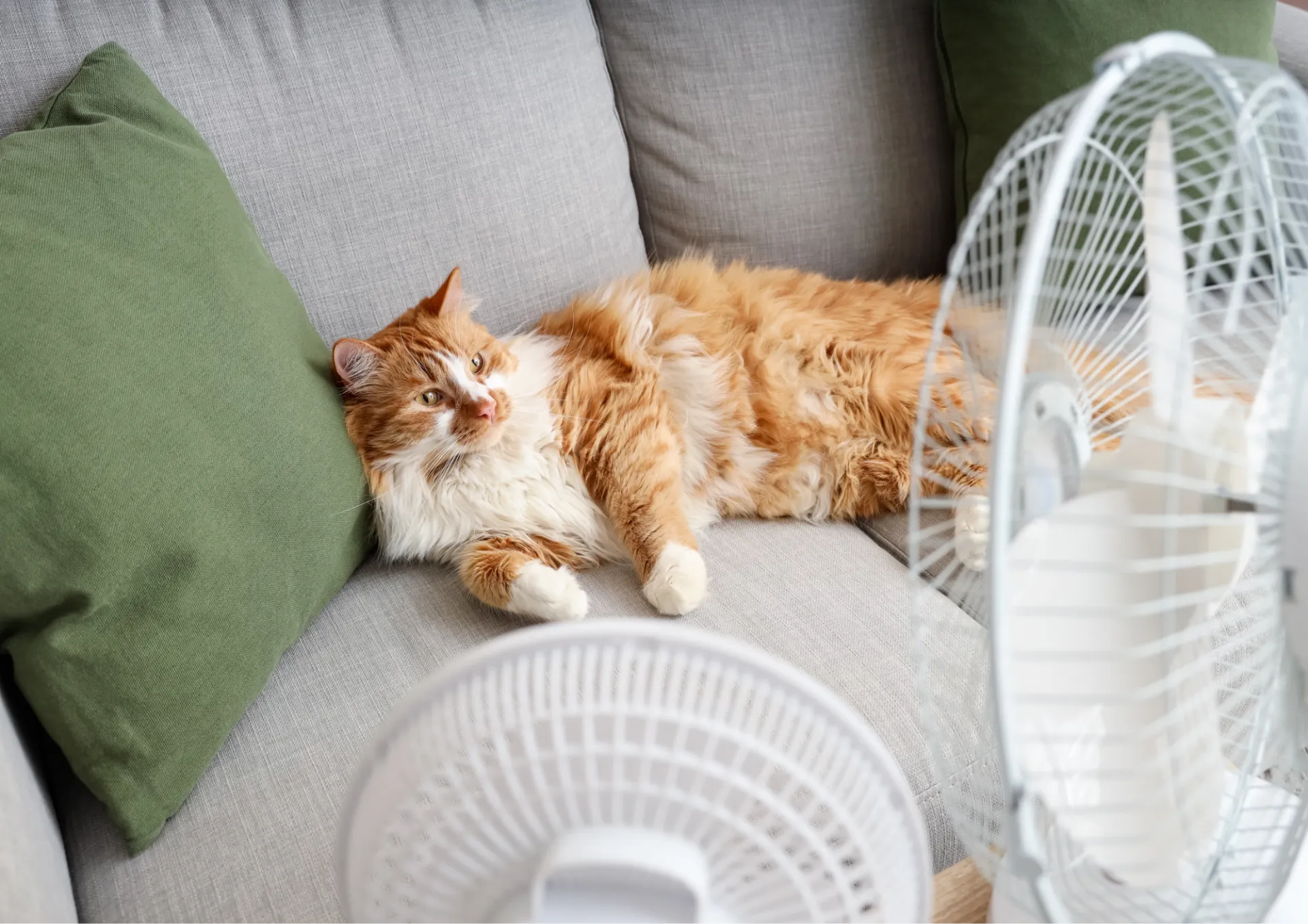 夏バテ予防の食事法
